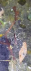 Gerris gracilicornis