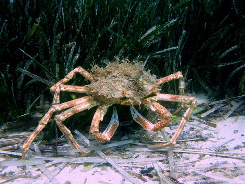 Photo of Common spider crab (Maja squinado)