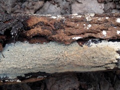 Cylindrobasidium laeve