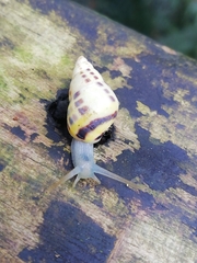 Drymaeus interpunctus