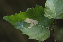 Heringocrania unimaculella