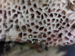 Ceriporia purpurea