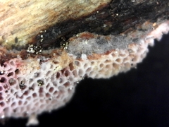 Ceriporia purpurea