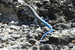 Pholidoscelis lineolatus