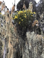 Euryops dacrydioides