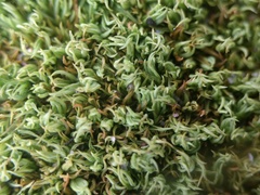 Tortella flavovirens