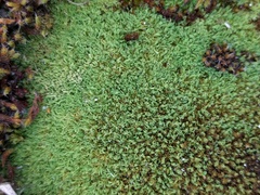 Tortella flavovirens