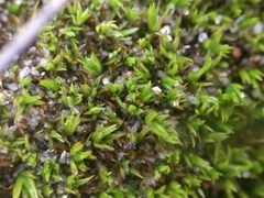 Tortella flavovirens