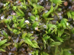 Tortella flavovirens