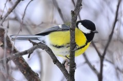 Parus major