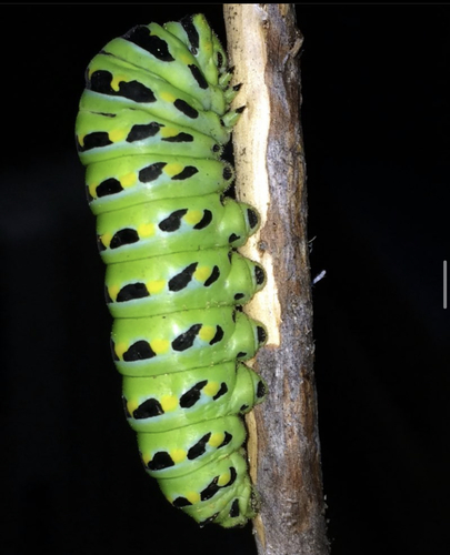 iNaturalist observation photo of Anise Swallowtail