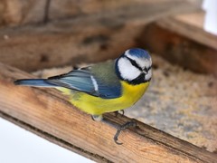 Cyanistes caeruleus