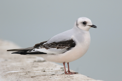 Ross's Gull, photo 2 of 10