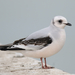 Ross's Gull - Photo (c) Mathias D'haen, some rights reserved (CC BY-NC-ND), uploaded by Mathias D'haen