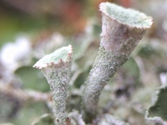 Cladonia humilis