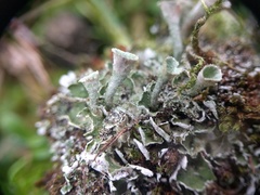 Cladonia humilis