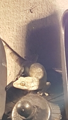 Homopholis walbergii