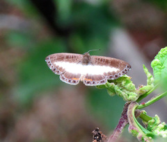 Nymphidium azanoides