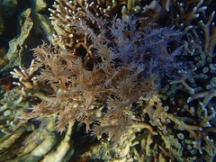 Plumigorgia