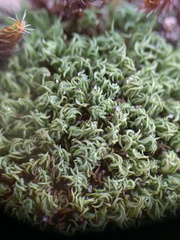 Tortella flavovirens