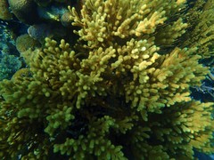 Isis hippuris