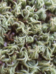 Tortella flavovirens