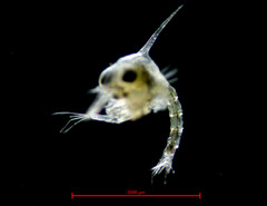 Telmessus cheiragonus