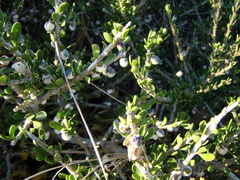 Melicytus