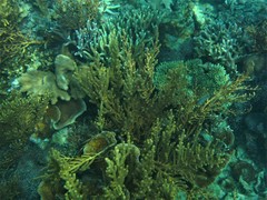 Isis hippuris