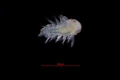 Micropodarke dubia