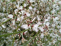 Retama monosperma