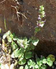Stachys circinata