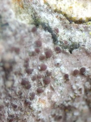 Lecania cyrtella