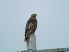 Buteo jamaicensis