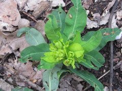 Euphorbia semivillosa