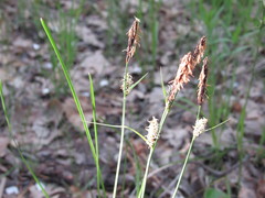 Carex tomentosa
