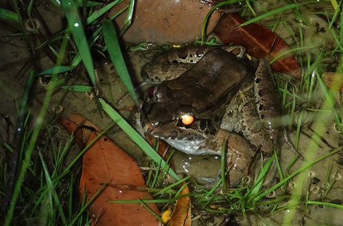 Guiana Thin-toed Frog, Leptodactylus guianensis