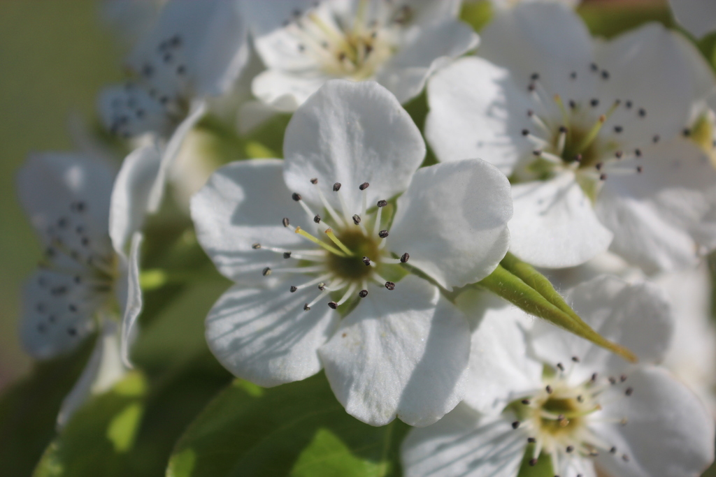 Ussurian pear