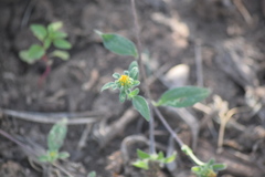 Sclerocarpus divaricatus