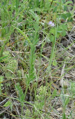 Vicia lentoides