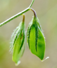 Vicia lentoides