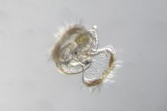 Crepipatella lingulata