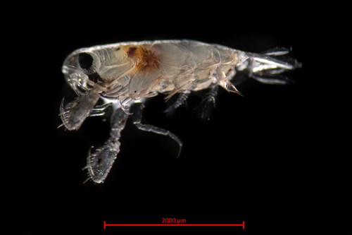 Genus Primno · iNaturalist United Kingdom