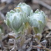 Upright Cudweed - Photo (c) Вадим, some rights reserved (CC BY-NC), uploaded by Вадим
