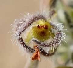 Rochelia retorta