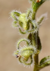 Rochelia retorta
