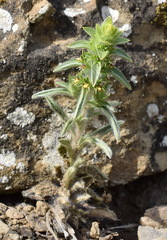 Sideritis montana montana