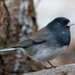 Junco hyemalis cismontanus - Photo (c) Scott O'Donnell, μερικά δικαιώματα διατηρούνται (CC BY-NC), uploaded by Scott O'Donnell