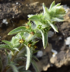 Sideritis montana montana