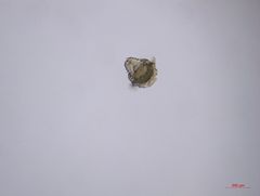 Micropodarke dubia